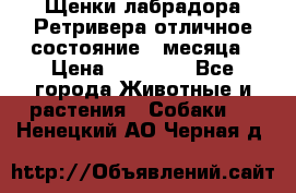 Щенки лабрадора Ретривера отличное состояние 2 месяца › Цена ­ 30 000 - Все города Животные и растения » Собаки   . Ненецкий АО,Черная д.